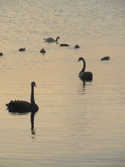 Branta canadensis maxima