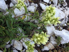 Sideritis hyssopifolia