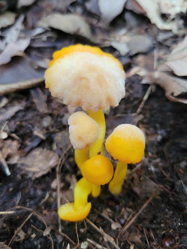 Fusarium sporotrichioides