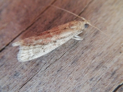 Ephestia woodiella