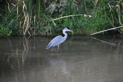 Ardea cinerea
