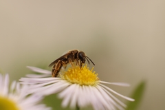 Lasioglossum