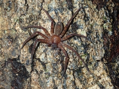 Heteropoda amphora