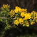 Horrid Capegorse - Photo (c) Tony Rebelo, some rights reserved (CC BY-SA), uploaded by Tony Rebelo