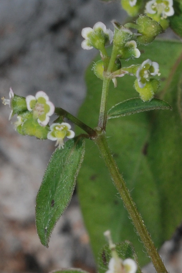 Euphorbia xalapensis