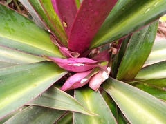 Tradescantia spathacea image