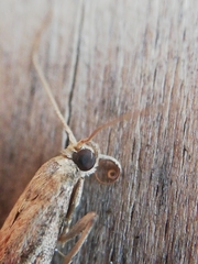 Ephestia woodiella