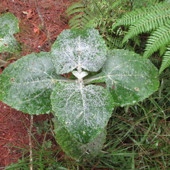 Munnozia karstenii