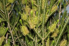 Melaleuca diosmifolia