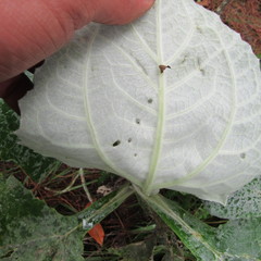 Munnozia karstenii