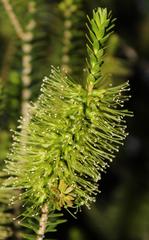 Melaleuca diosmifolia