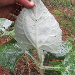 Munnozia karstenii