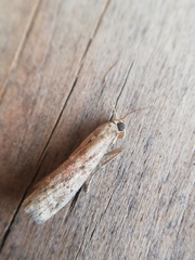Ephestia woodiella