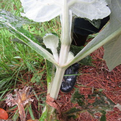 Munnozia karstenii