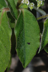Euphorbia xalapensis