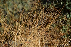Pimpinella villosa