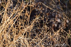 Pimpinella villosa