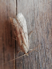 Ephestia woodiella