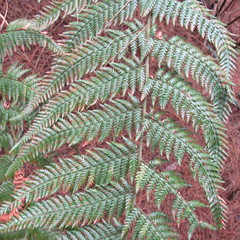 Lophosoria
