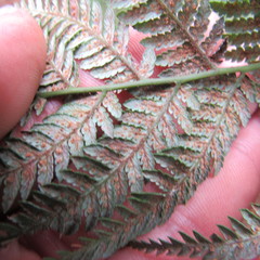 Lophosoria