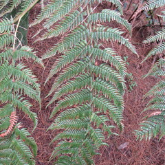 Lophosoria