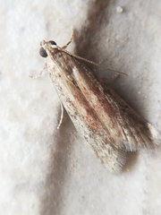 Ephestia woodiella