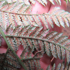 Lophosoria