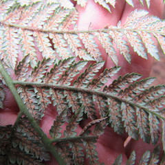 Lophosoria