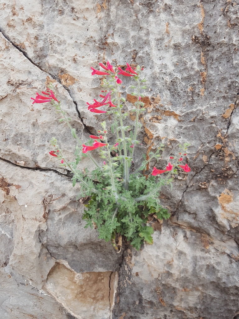 crimson sage