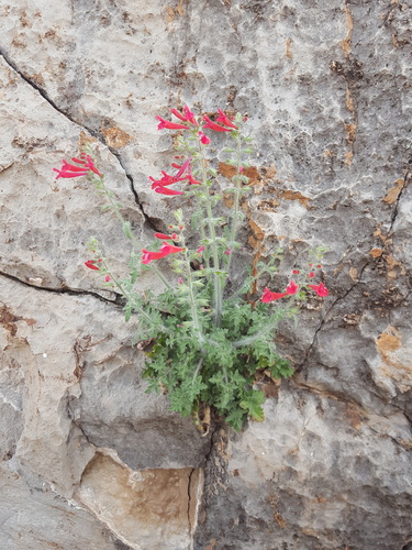 crimson sage (Salvia henryi)
