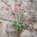 Crimson Sage - Photo (c) Alex Abair, some rights reserved (CC BY-NC), uploaded by Alex Abair