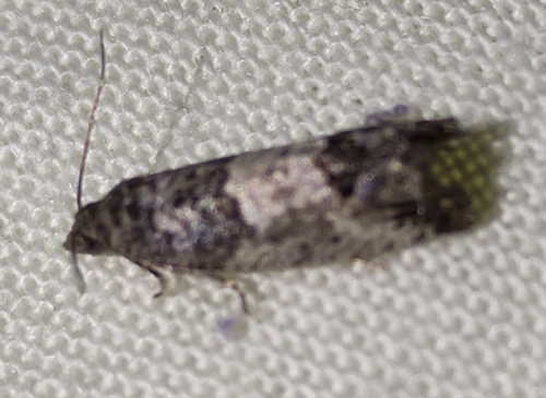Eye-spotted Bud Moth, 3992 SK Houten, Nederland, photo 7 of 10