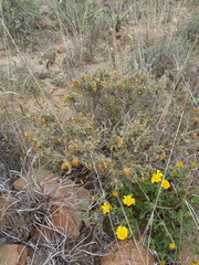 Hermannia desertorum
