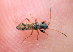 Pseudopachybrachius guttus