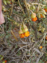 Hermannia desertorum