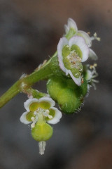 Euphorbia xalapensis