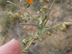 Hermannia desertorum