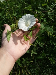 Calystegia sepium