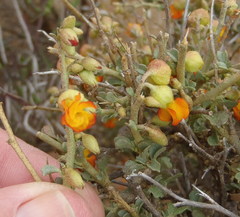 Hermannia desertorum