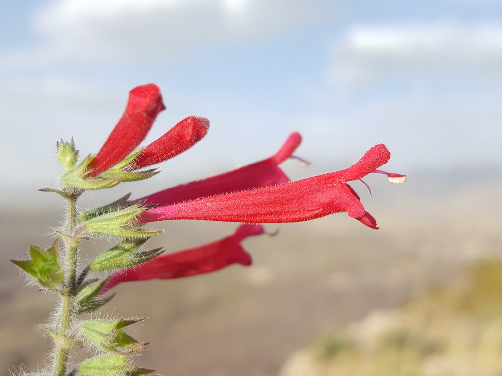 Salvia subgen. Heterosphace