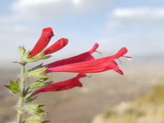 Salvia henryi