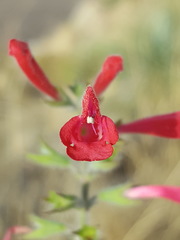 Salvia henryi