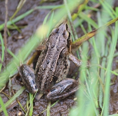 Rana amurensis