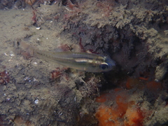 Siphamia roseigaster