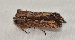 Dasygaster ligniplena