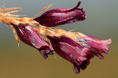 Dierama galpinii