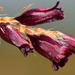 Dierama galpinii - Photo 由 Robert Archer 所上傳的 (c) Robert Archer，保留部份權利CC BY-NC