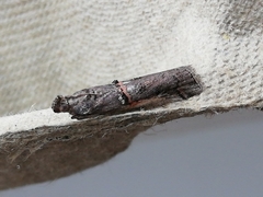Pempelia palumbella
