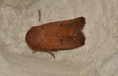 Proteuxoa porphyrescens