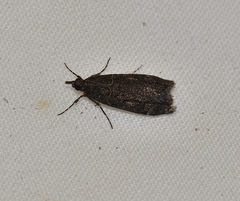 Scoparia anthracias